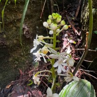 Calanthe triplicata (Willemet) Ames